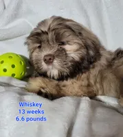 Whiskey, a male Shih Tzu for sale in Columbia, SC – Photo 4 of 8