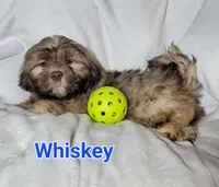 Whiskey, a male Shih Tzu for sale in Columbia, SC – Photo 6 of 8