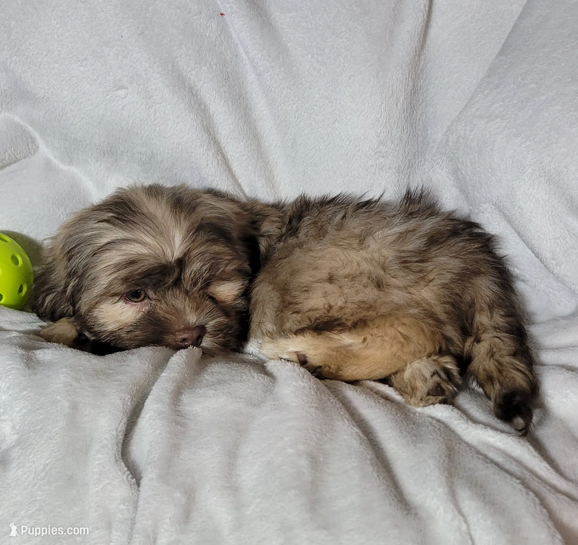 Whiskey, a male Shih Tzu for sale in Columbia, SC – Photo 8 of 8