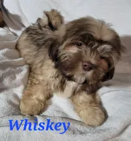 Whiskey, a male Shih Tzu for sale in Columbia, SC – Photo 1 of 8