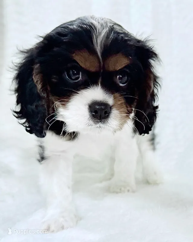 Trixie, a female Cavalier King Charles Spaniel for sale in Millbrook, AL – Photo 1 of 1