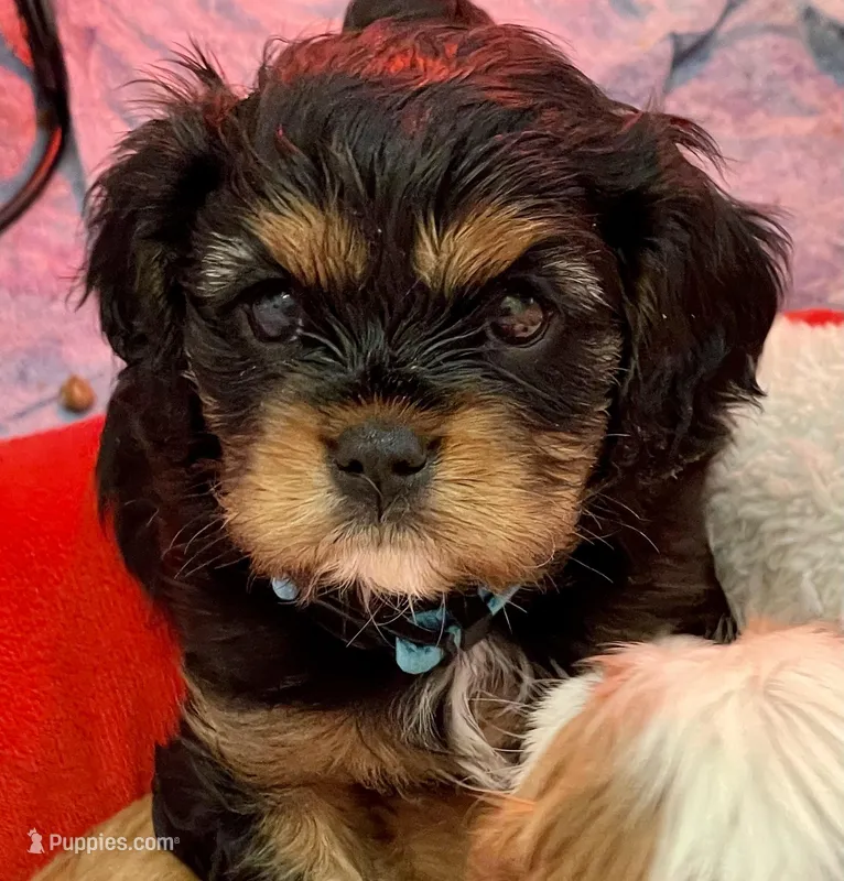 Coco, a female Cavalier King Charles Spaniel for sale in Millbrook, AL – Photo 1 of 1