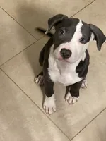 Panda, a female American Bully for sale in Washington, DC – Photo 2 of 2