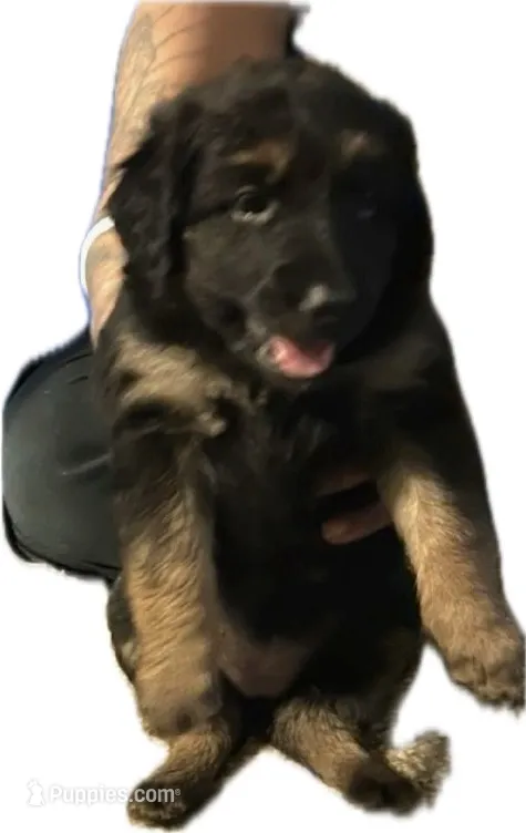 Gidget  – German Shepherd Dog, Goldendoodle puppy for sale in New Iberia, LA