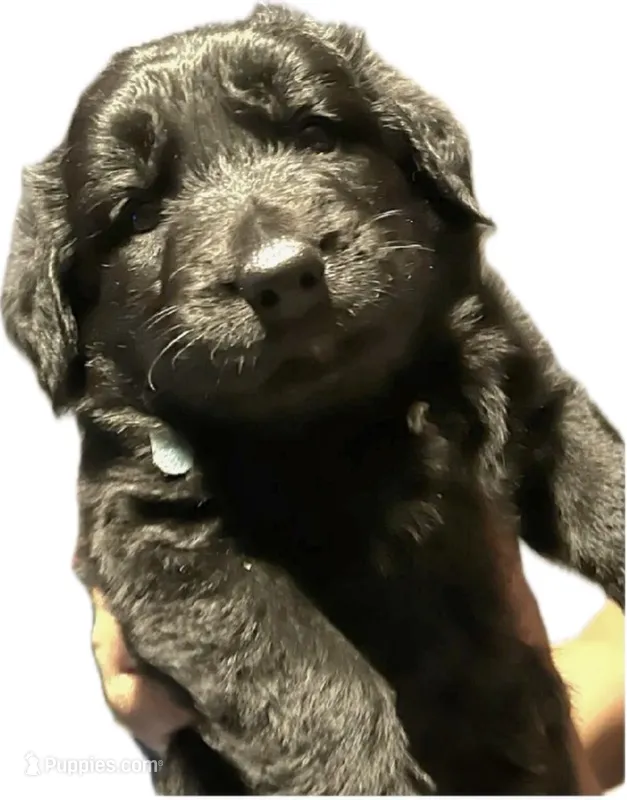 Four  – German Shepherd Dog, Goldendoodle puppy for sale in New Iberia, LA