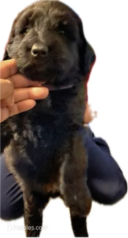Belle – German Shepherd Dog, Goldendoodle puppy for sale in New Iberia, LA