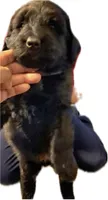 Belle, a female German Shepherd Dog and Goldendoodle for sale in New Iberia, LA – 1 of 1