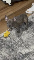 Dolly, a female French Bulldog for sale in Springfield, TN – 6 of 6