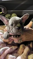 Dolly, a female French Bulldog for sale in Springfield, TN – 2 of 6