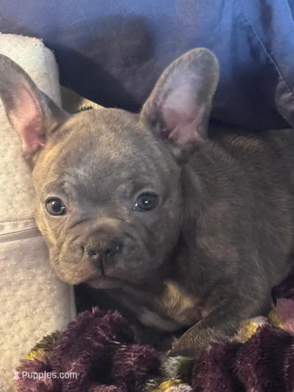 Dolly – French Bulldog puppy for sale in Springfield, TN