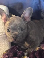 Dolly, a female French Bulldog for sale in Springfield, TN – 1 of 6