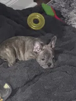 Dolly, a female French Bulldog for sale in Springfield, TN – 5 of 6