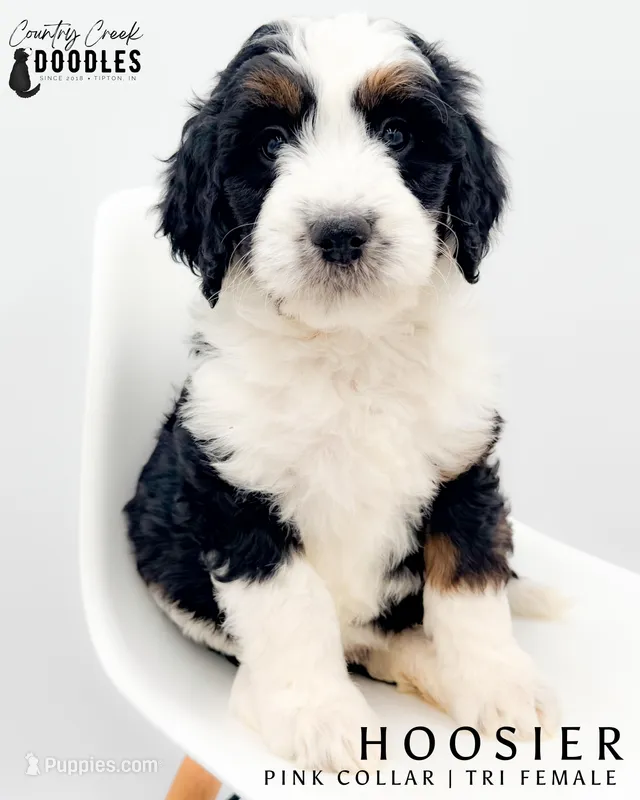 Hoosier – Miniature Aussiedoodle puppy for sale in Tipton, IN