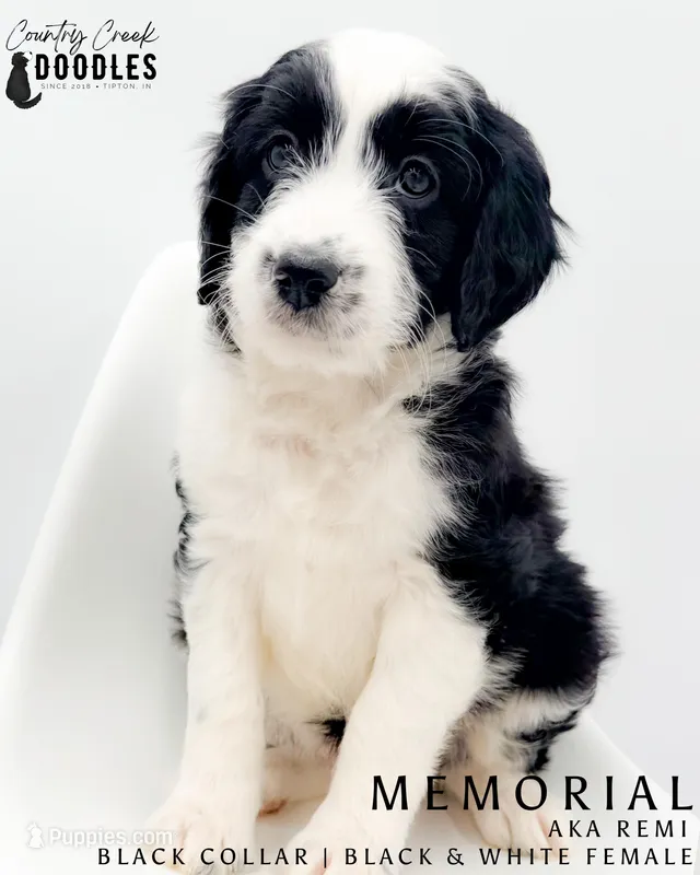 Memorial – Miniature Aussiedoodle puppy for sale in Tipton, IN