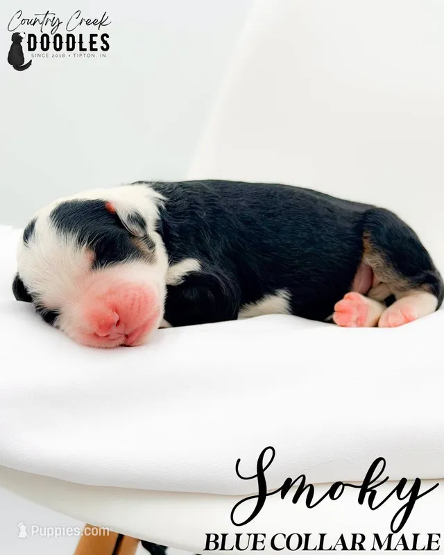 Smoky – Bernedoodle puppy for sale in Tipton, IN