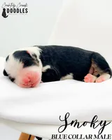Smoky, a male Bernedoodle for sale in Tipton, IN – 1 of 1