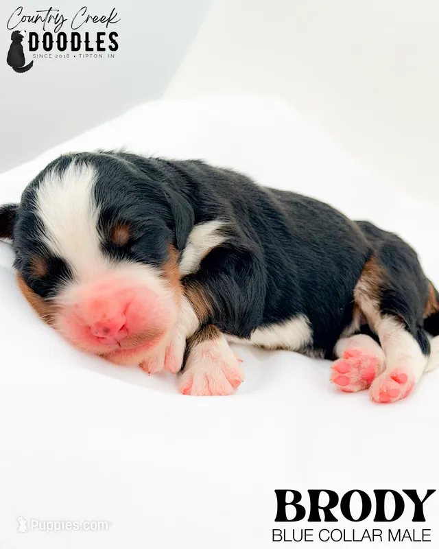 Brody – Miniature Bernedoodle puppy for sale in Tipton, IN