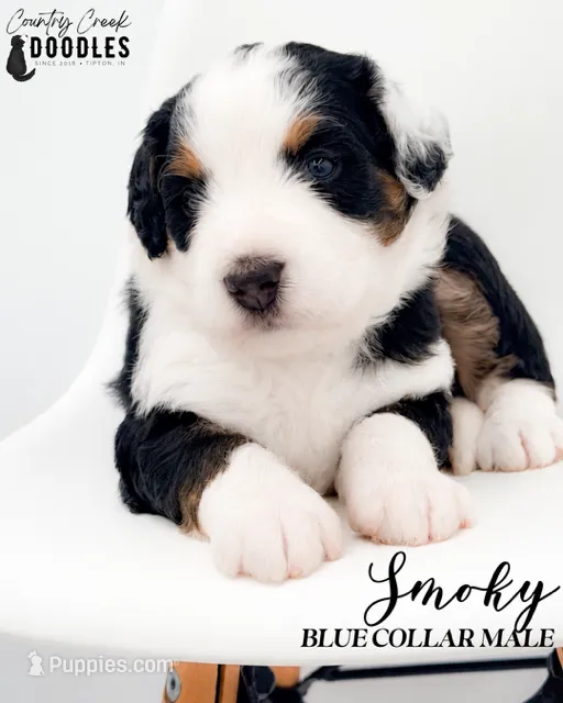 Smoky – Bernedoodle puppy for sale in Tipton, IN