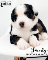 Smoky, a male Bernedoodle for sale in Tipton, IN – 1 of 3