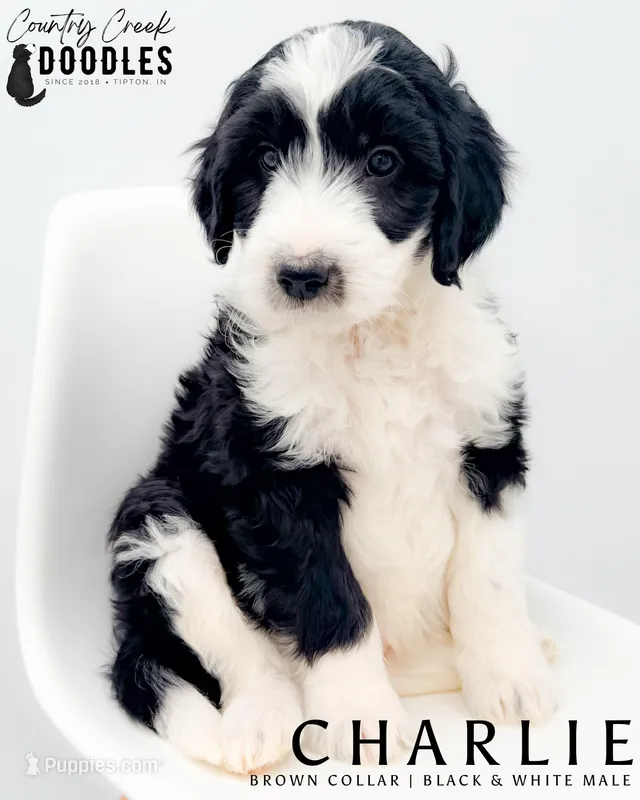 Charlie  – Miniature Aussiedoodle puppy for sale in Tipton, IN
