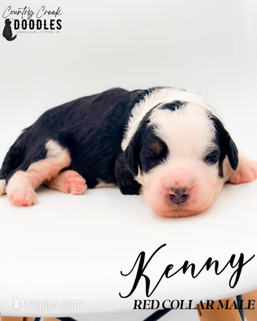 Kenny – Bernedoodle puppy for sale in Tipton, IN