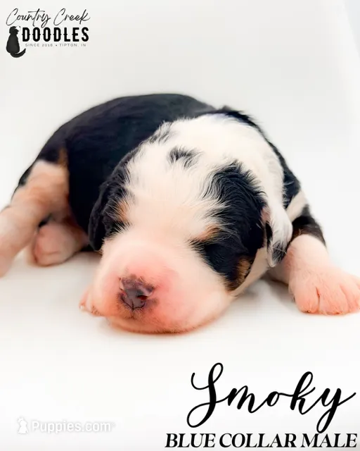 Smoky – Bernedoodle puppy for sale in Tipton, IN