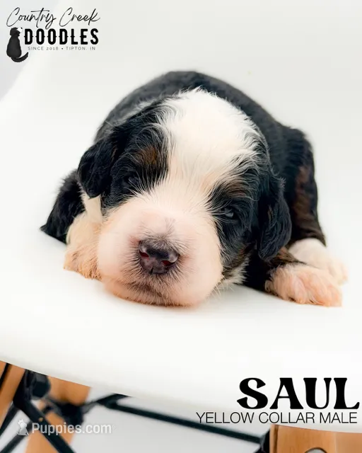 Saul – Miniature Bernedoodle puppy for sale in Tipton, IN