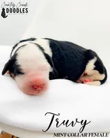 Truvy, a female Bernedoodle for sale in Tipton, IN – 1 of 1