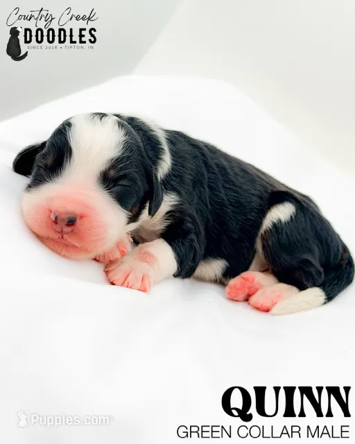 Quinn – Miniature Bernedoodle puppy for sale in Tipton, IN