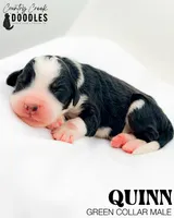 Quinn, a male Miniature Bernedoodle for sale in Tipton, IN – 4 of 5