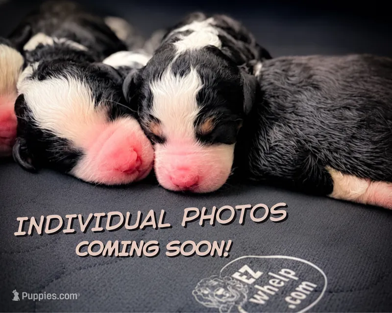 Quinn – Miniature Bernedoodle puppy for sale in Tipton, IN