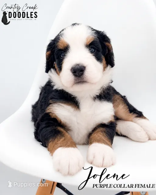 Jolene – Bernedoodle puppy for sale in Tipton, IN
