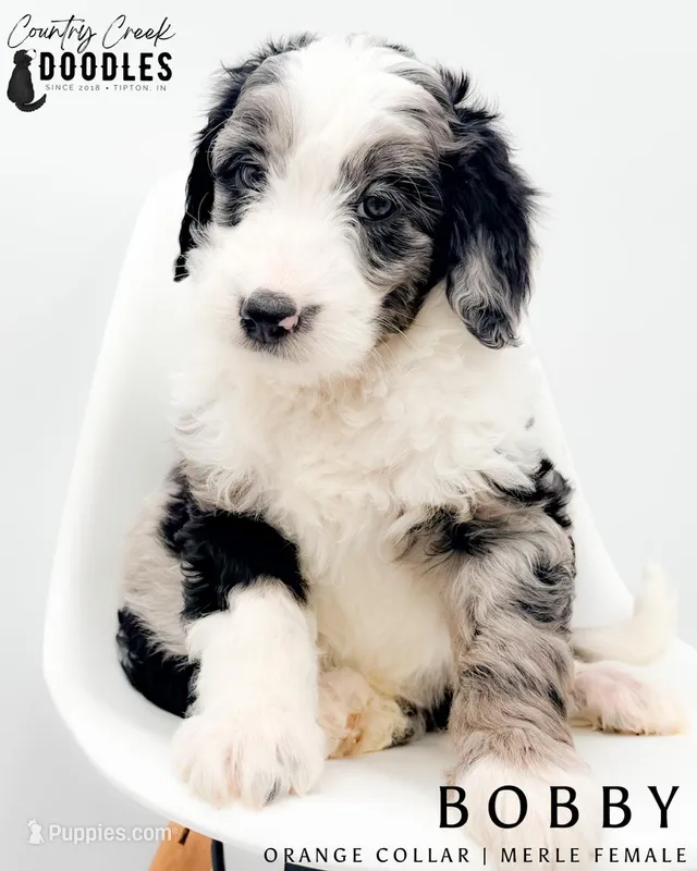 Bobby – Miniature Aussiedoodle puppy for sale in Tipton, IN