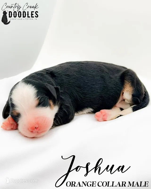 Joshua – Bernedoodle puppy for sale in Tipton, IN
