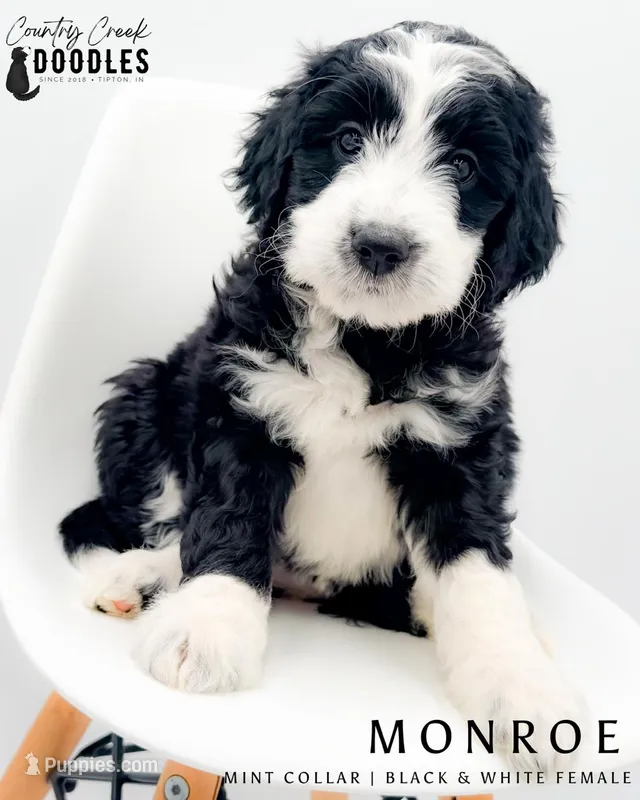 Monroe – Miniature Aussiedoodle puppy for sale in Tipton, IN