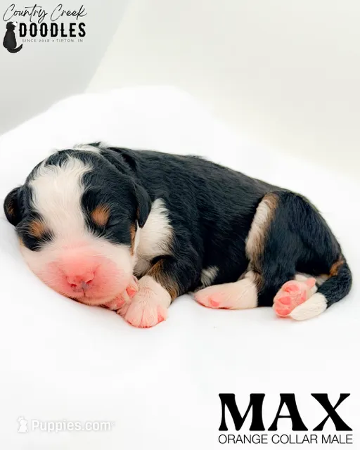 Max – Miniature Bernedoodle puppy for sale in Tipton, IN