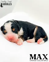 Max, a male Miniature Bernedoodle for sale in Tipton, IN – 4 of 5