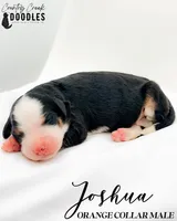 Dolly, a female Bernedoodle for sale in Tipton, IN – 7 of 8
