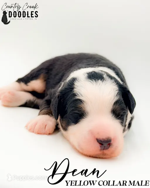 Dean – Bernedoodle puppy for sale in Tipton, IN