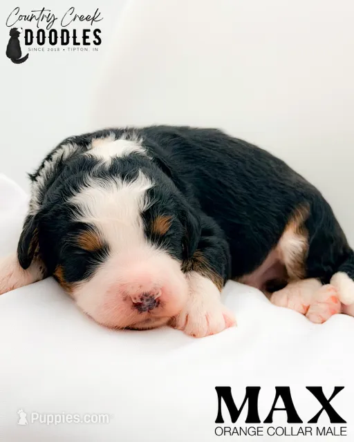 Max – Miniature Bernedoodle puppy for sale in Tipton, IN