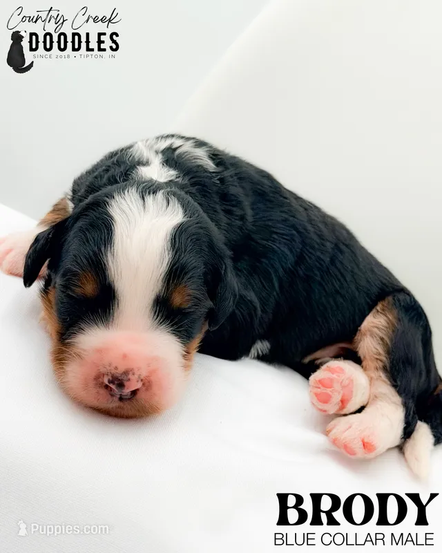 Brody – Miniature Bernedoodle puppy for sale in Tipton, IN