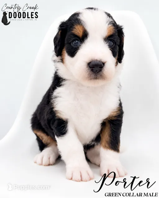 Porter – Bernedoodle puppy for sale in Tipton, IN