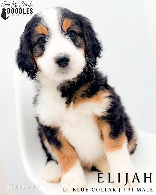 Elijah – Miniature Aussiedoodle puppy for sale in Tipton, IN