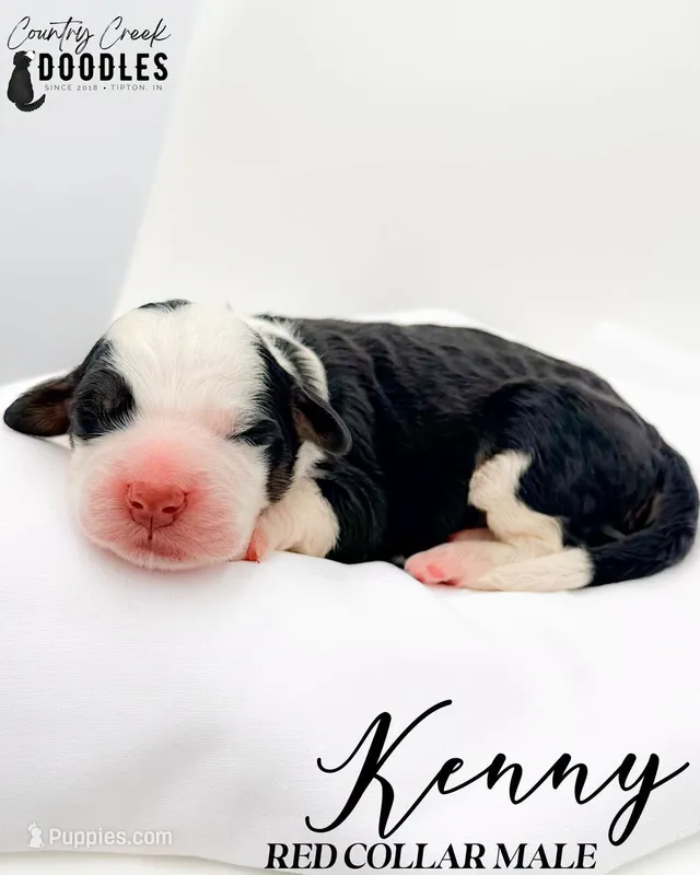 Kenny – Bernedoodle puppy for sale in Tipton, IN