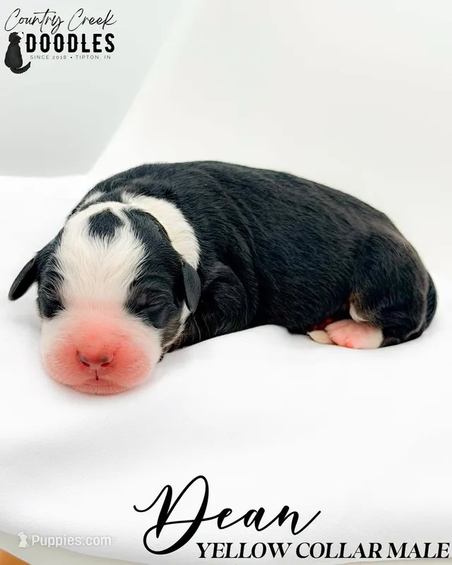 Dean – Bernedoodle puppy for sale in Tipton, IN