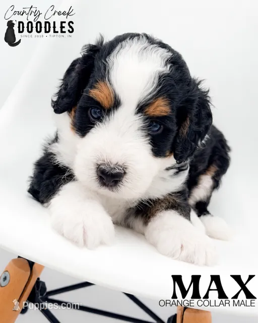 Max – Miniature Bernedoodle puppy for sale in Tipton, IN