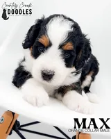 Max, a male Miniature Bernedoodle for sale in Tipton, IN – 1 of 5
