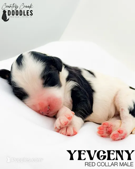 Yevgeny – Miniature Bernedoodle puppy for sale in Tipton, IN