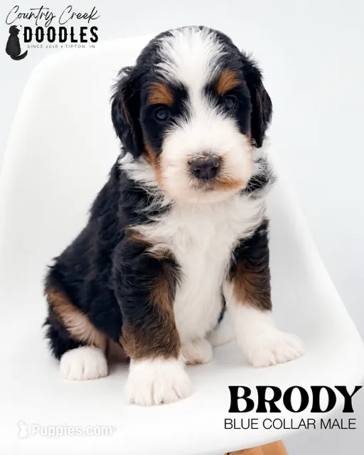 Brody – Miniature Bernedoodle puppy for sale in Tipton, IN