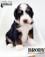 Brody, a male Miniature Bernedoodle for sale in Tipton, IN – 1 of 5